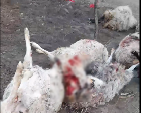 VIDEO // Turmă de oi sfâșiate la Ungheni: Potrivit sătenilor ar fi fost atacate de LUPI
